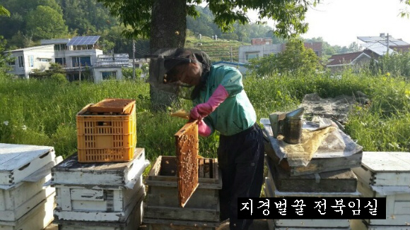 지경벌꿀 이미지