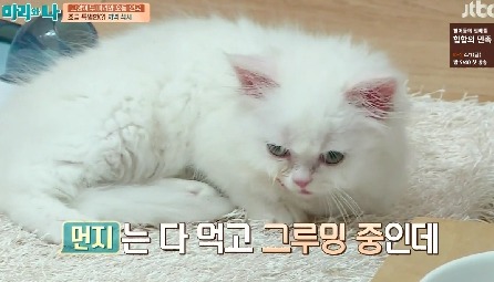 [마리와나] 뚱보냥 호동이 다이어트 시키기 (feat.먼지) | 인스티즈