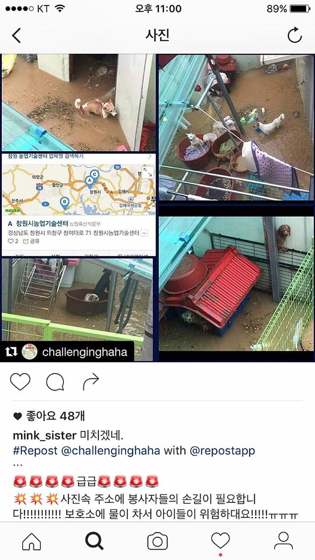창원 유기견센터 물난리때메 멍멍이들 죽어가고있대 ㅜㅜ | 인스티즈