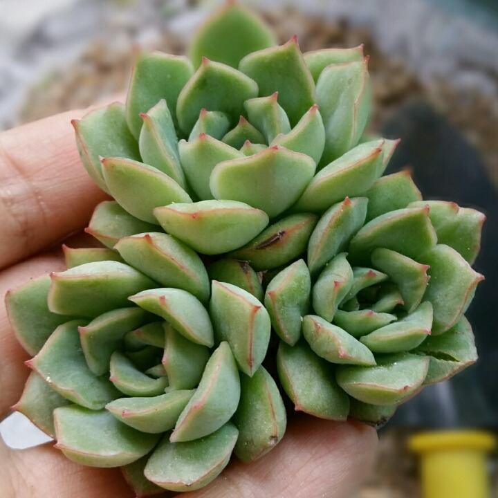다림원 이미지
