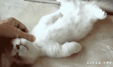 고양이 쥬금.gif | 인스티즈