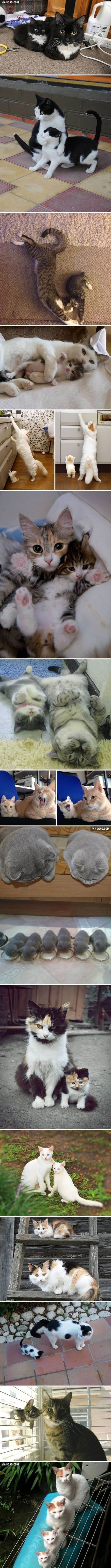 피는 속일 수 없다냥.jpg | 인스티즈