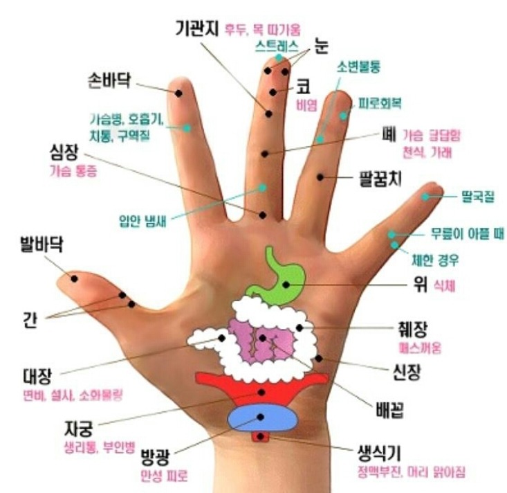 다섯손가락 이미지