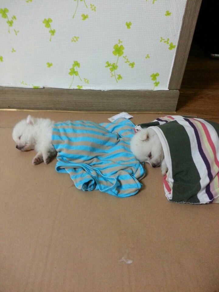 자다가 문 소리에 깬 강아지 | 인스티즈