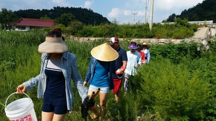 평창꽃순이 이미지