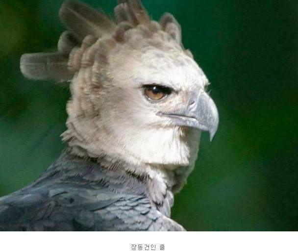 세상에서 가장 잘생겼다는 새.jpg | 인스티즈