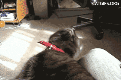 데이터주의] 졸리냥 | 인스티즈