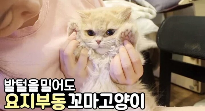 발털 한뭉탱이 밀어도 가만히있는 고양이(feat. 콩고물 인절미) | 인스티즈