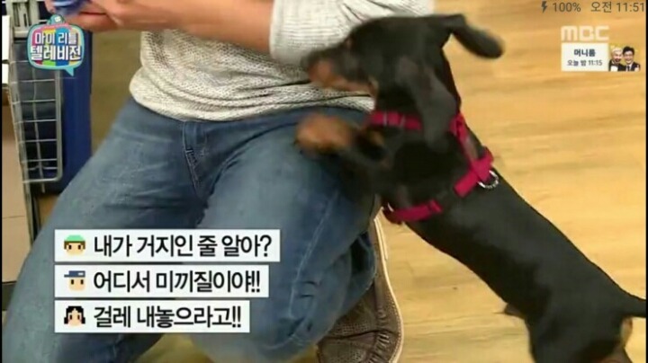[마리텔] 강형욱 훈련사도 포기한 강아지 도비 | 인스티즈