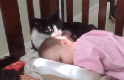 아기에게 애교하는 고양이.gif | 인스티즈