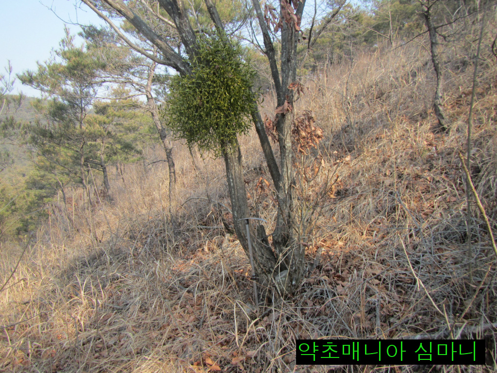 소나무 군락지 이미지