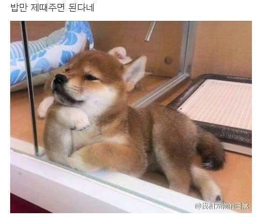 어이 자네, 날 입양하겠나? | 인스티즈