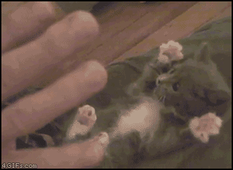 아깽이.gif | 인스티즈
