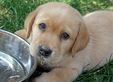 견종 이야기 - 래브라도 리트리버 | 인스티즈