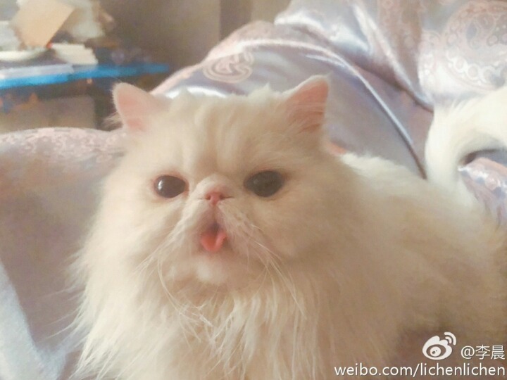 판빙빙 고양이.jpg | 인스티즈