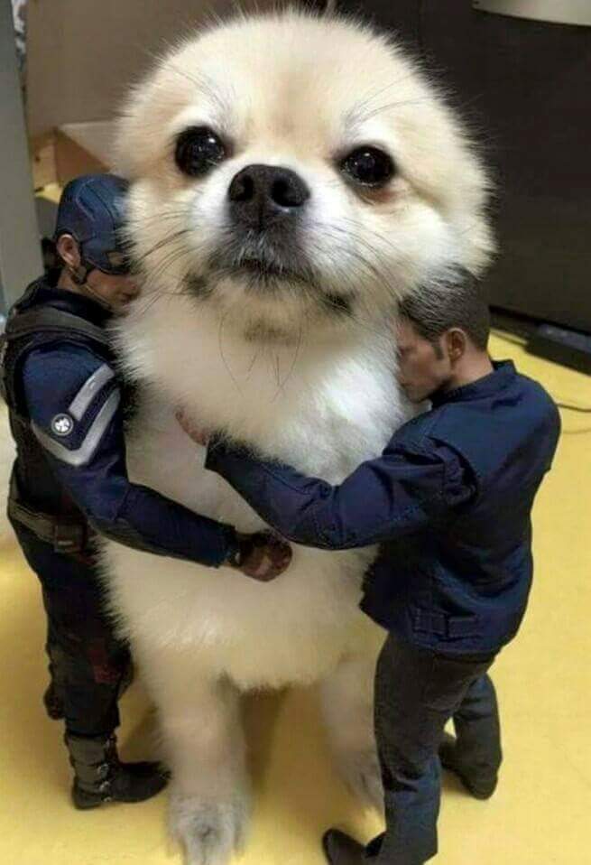 작은 인간들이 무서운 멍멍이.jpg | 인스티즈