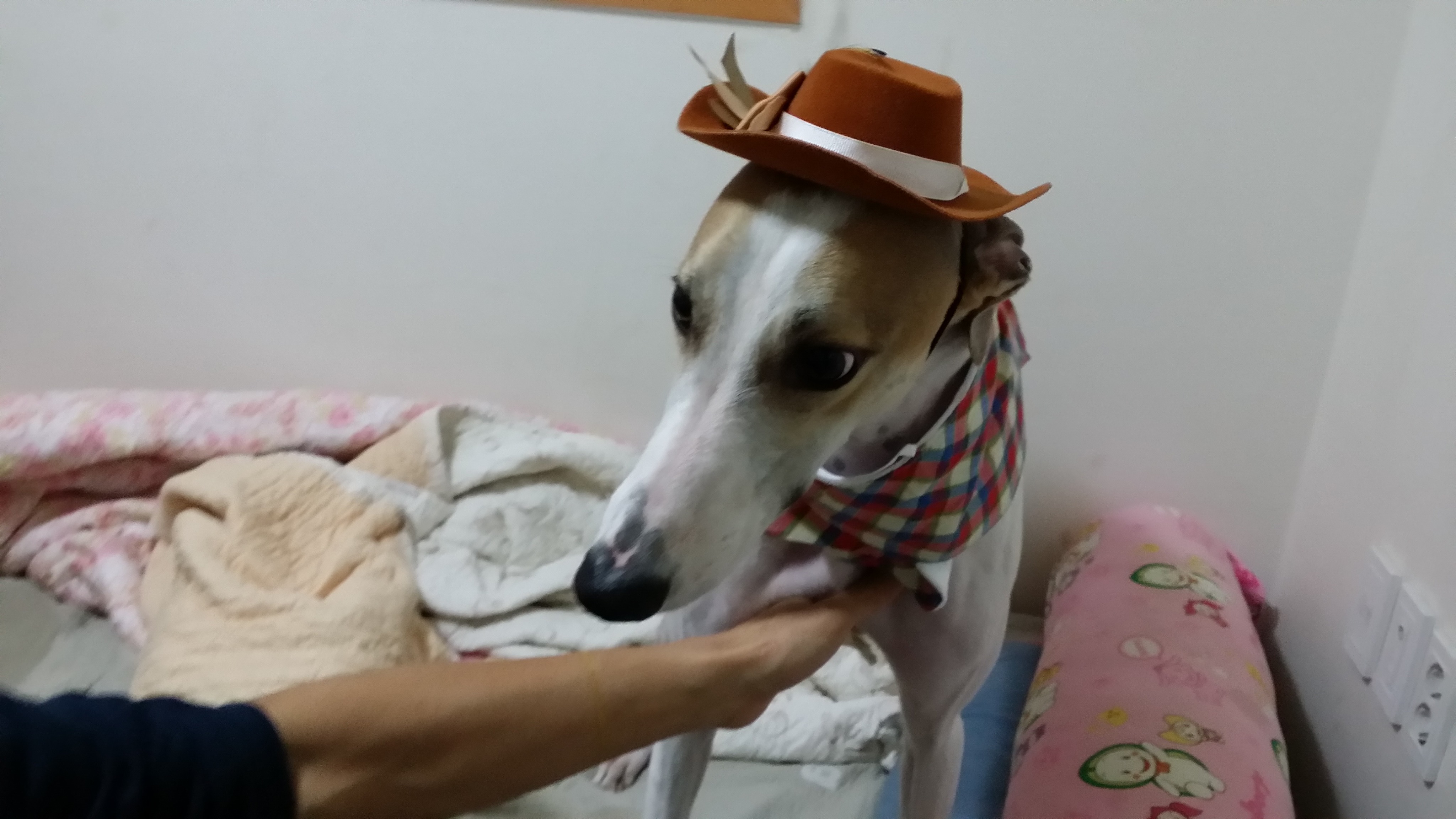 카우보이 이미지