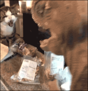 티라노와 만나도 살아남는 방법.gif | 인스티즈