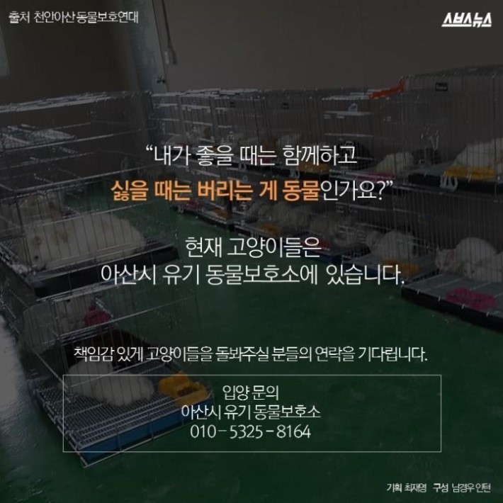 버려진 고양이 40마리 | 인스티즈
