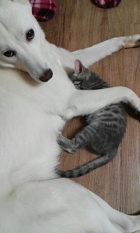 덩치차이나는 개냥이 조합 = 진리.JPG | 인스티즈