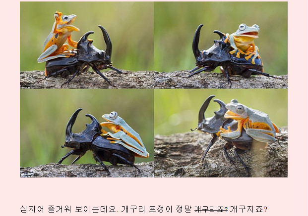 장수풍뎅이를 탄 개구리의 비밀.jpg | 인스티즈