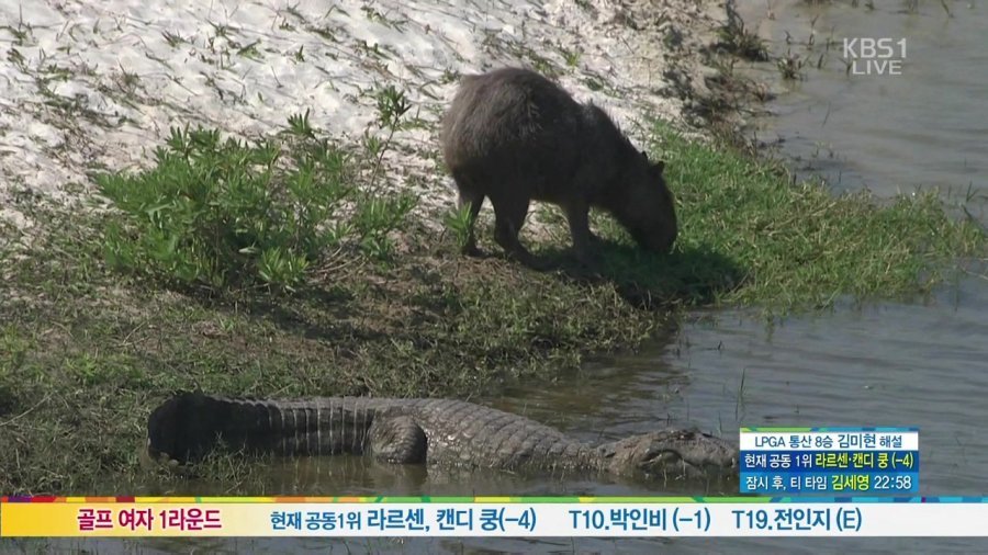 리우올림픽 골프장 근황.jpg | 인스티즈