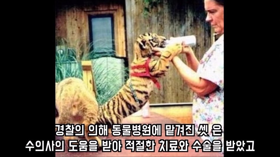 맹수 세 마리의 아름다운 우정 | 인스티즈