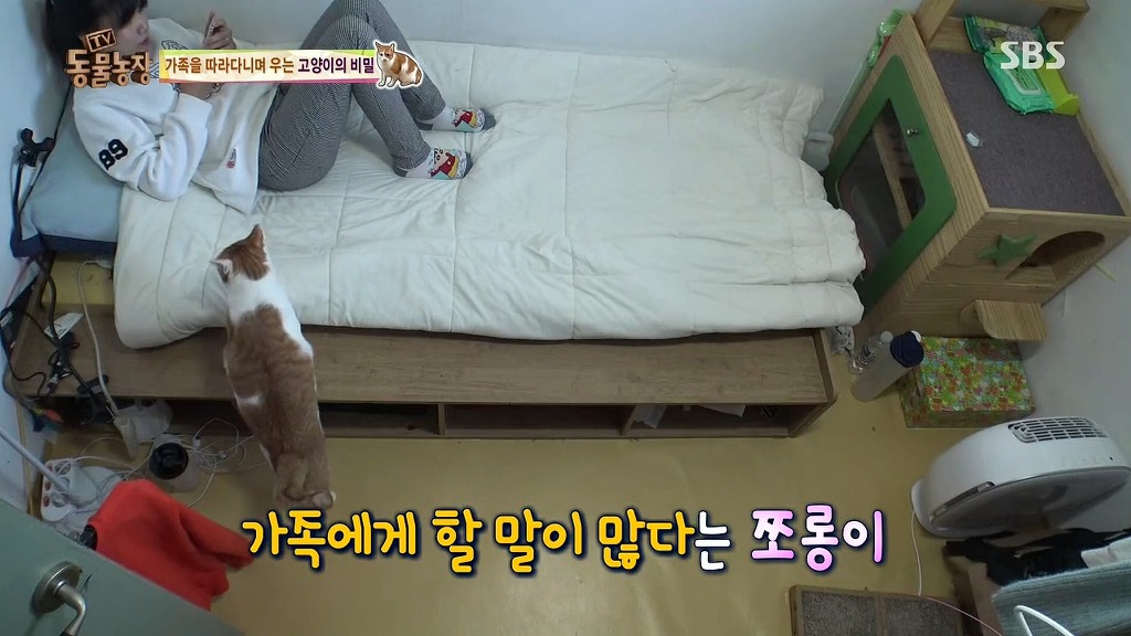 [동물농장] 존트 할말 다 하고 사는 수다쟁이 고양이 쪼롱이ㅋㅋㅋㅋ.jpg | 인스티즈