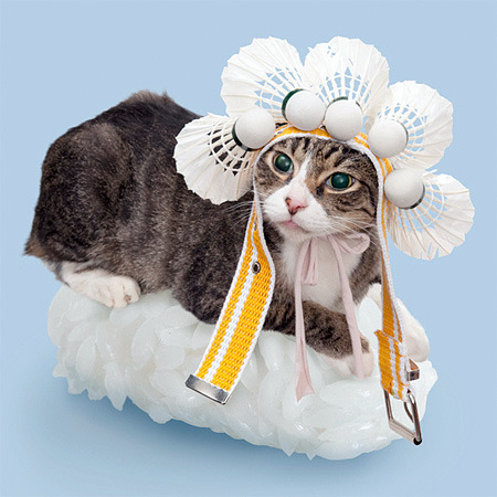 일본에 있다고 하는 고양이 초밥. .. | 인스티즈