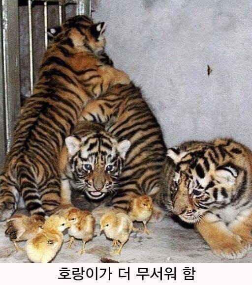 호랑이 우리에 병아리를 넣어보았다. 🐥 | 인스티즈
