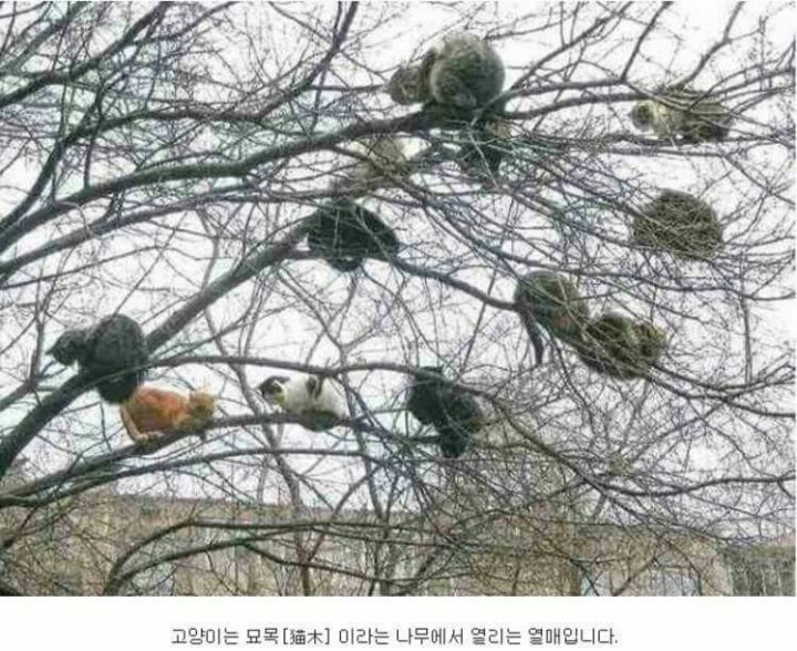 고양이가 자라서 주인에게 배달되기 까지.. | 인스티즈