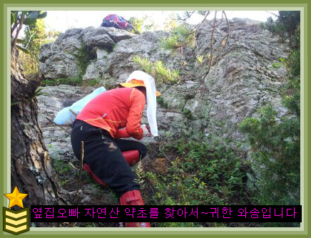 자연산약초 이미지