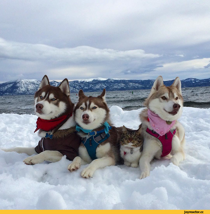 허스키와 고양이.jpg | 인스티즈