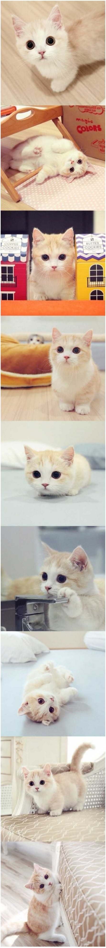 먼치킨 고양이 | 인스티즈
