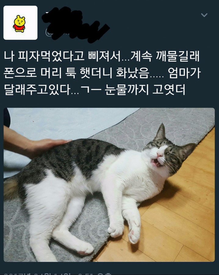 이래서 검은 머리 집사는 들이는게 아니랬는데... | 인스티즈