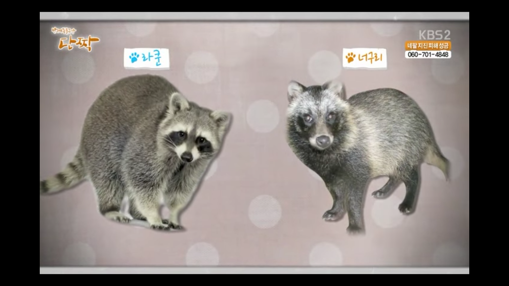 라쿤과 너구리의 차이 | 인스티즈