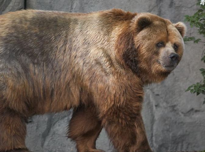 시베리아 호랑이 성체를 유일하게 이기는 맹수 삼대장 | 인스티즈