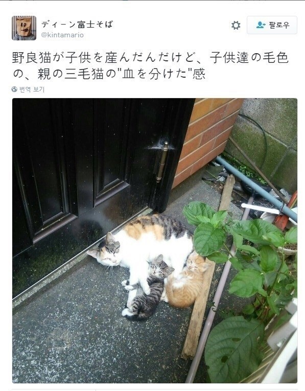 완벽한 반반냥 | 인스티즈