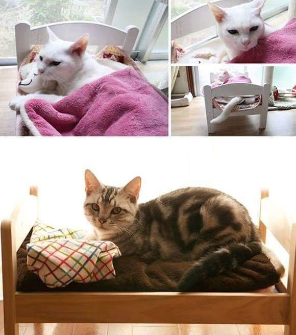 반려묘를 위한 인테리어 고양이침대 | 인스티즈