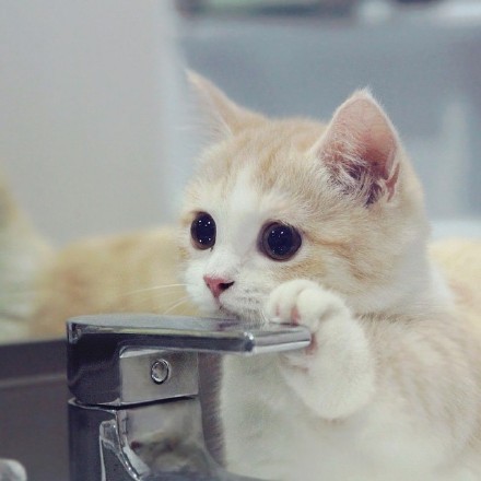 내 다리는 짧아도 귀여움은 두배다냥 | 인스티즈