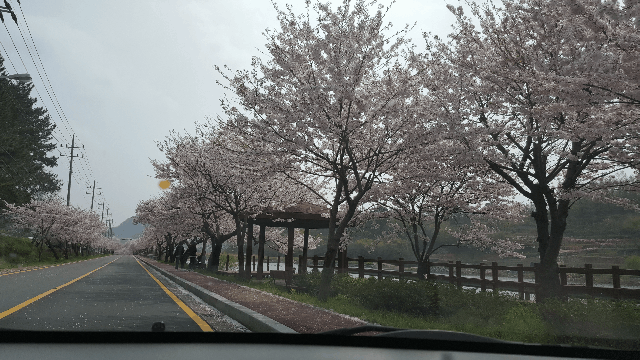 진해 벚꽃길 드라이브 | 인스티즈