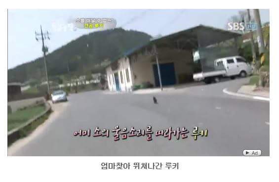 의리빼면 시체인 강아지 | 인스티즈