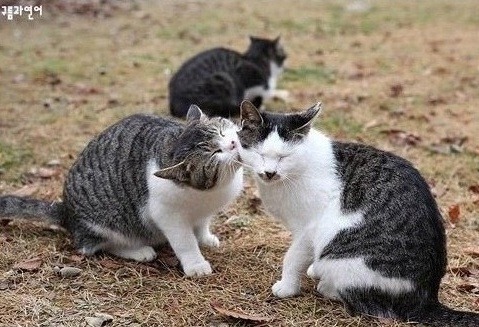 고양이 질투 | 인스티즈