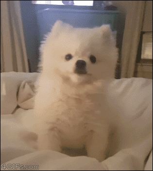 재채기 시원하게 하는 멍멍이.gif | 인스티즈
