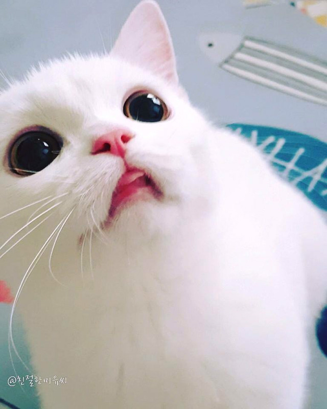 인기스타냥이 미유!!! | 인스티즈