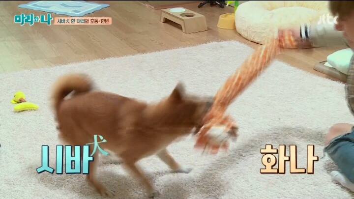 [마리와나] 약 빨고 쓰는 거 같은 마리와 나 자막ㅋㅋㅋㅋㅋㅋㅋㅋ | 인스티즈