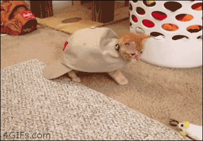 고북이.gif | 인스티즈