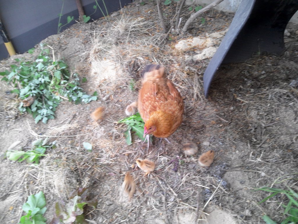 플러스닭 이미지