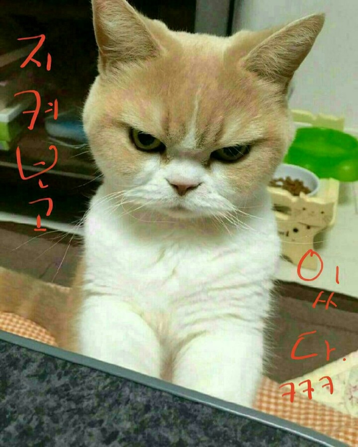 꼬시기 이미지