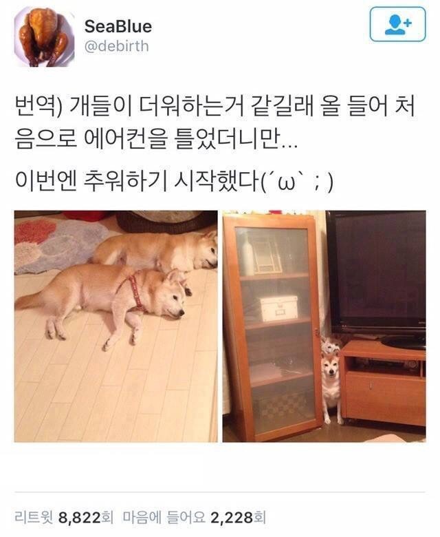 추워하는 시바견 | 인스티즈